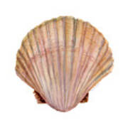 Scallop Shell Poster