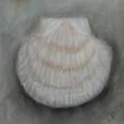 Scallop Shell Poster