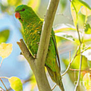 Scaly-breasted Lorikeet Poster