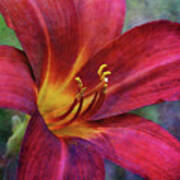 Scarlet And Gold Dust 3716 Idp_2 Poster