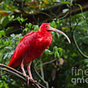 Scarlet Ibis Poster