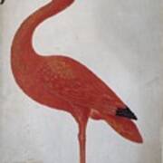 Scarlet Ibis With An Egg Poster