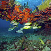 Schooling Fish At Calf Rock Poster