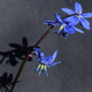Scilla Shadow On A Black Background Poster