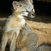 Scratching Gray Fox Poster