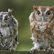 Screech Owl Pair Poster