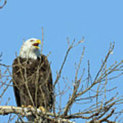 Screeching Eagle Poster