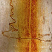 Scribbly Gum Bark Poster