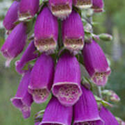 Scruffy Foxglove Poster