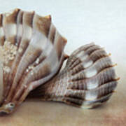 Seashell Duo Poster