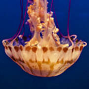 Sea Nettle Jellyfish Poster