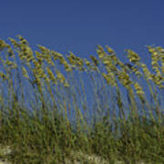 Sea Oats On The Dunes Poster