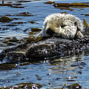 Sea Otter Poster