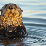 Sea Otter Popping Up For A Look Poster