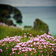 Sea Pinks On A Cornish Cliff Iii Poster