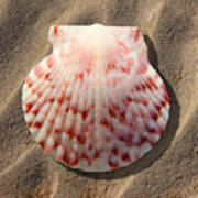 Sea Shell Poster