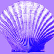 Sea Shell-purple Poster