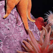 Sea Star And Anemones Baffin Isl Poster