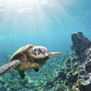 Sea Turtle At Maui Reef Poster