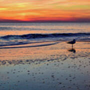 Seagull At Sunrise Poster