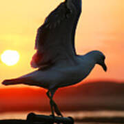Seagull In Sunset Poster