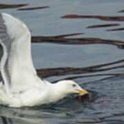 Seagull Into Fishing Poster