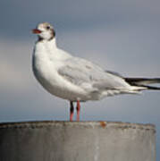 Seagull On A Post Poster