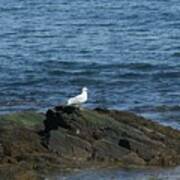 Seagull On The Rocks Poster