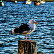 Seagull Perch Poster