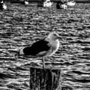 Seagull Perch, Black And White Poster