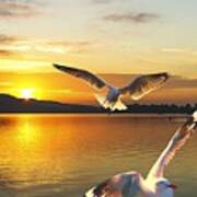 Seagulls At Sunrise... Exclusive Original Stock Photo Art Poster