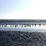 Seagulls On A Sandbar Poster