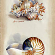 Seashells Murex And Nautilus Poster
