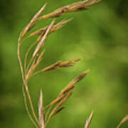 Seedhead Poster