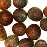 Seeds Of Brassica Juncea Poster