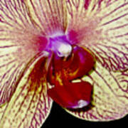 Sensual Orchid Up Close And Personal Poster