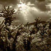 Sepia Tone Of Cholla Cactus Garden Bathed In Sunlight Poster