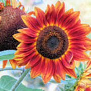 September Sunflowers Poster
