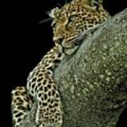 Serengeti Leopard 2a Poster