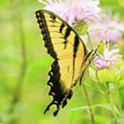 Series Of Yellow Swallowtail #2 Of 6 Poster
