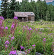 Shack With Fireweed Poster