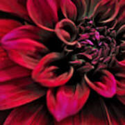 Shades Of Red - Dahlia Poster