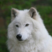 Shadow The Arctic Wolf Poster