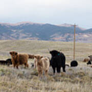 Shaggy-coated Cattle Near Jefferson Poster