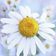 Shasta Daisy Poster