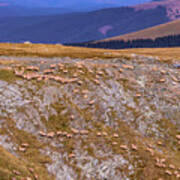 Sheep Grazing On The Mountain Side Poster