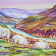 Sheep In The Highlands Poster