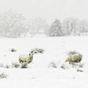 Sheep In The Snow Poster