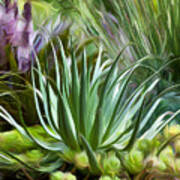 Sherrie's Spider Agave Poster
