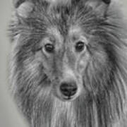 Shetland Sheepdog Poster